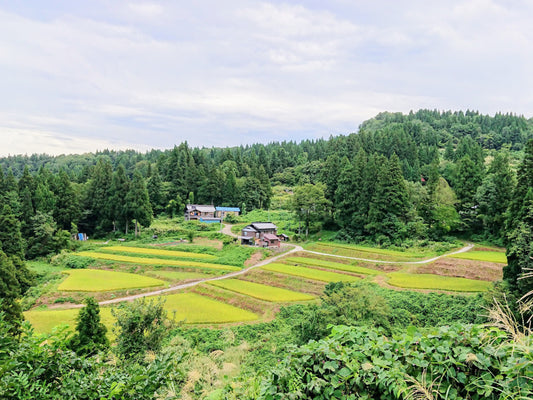棚田オーナー制度｜農薬不使用米コース（標準）｜池谷・入山